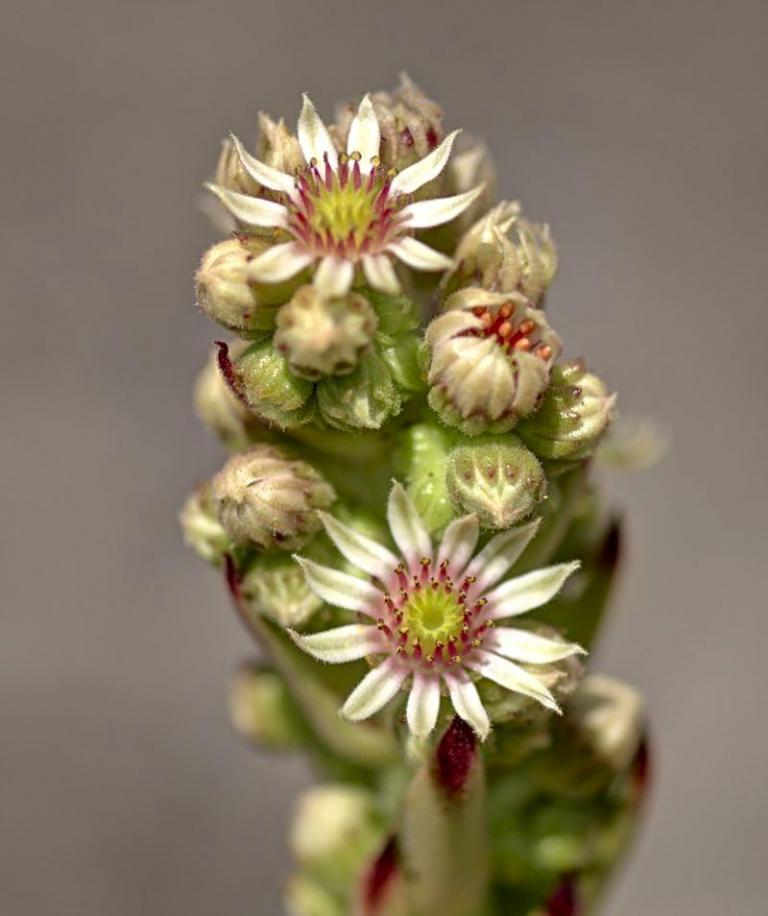 Sempervivum calcareum {Guillaumes - Seealpen/Frankreich}