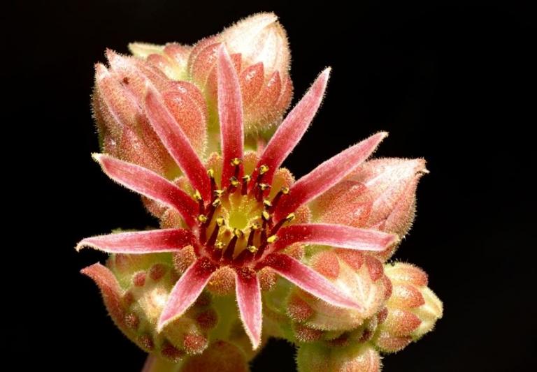 Sempervivum cantabricum ssp. guadarramense <gredosense>  {Portilla del Rey/Spanien}