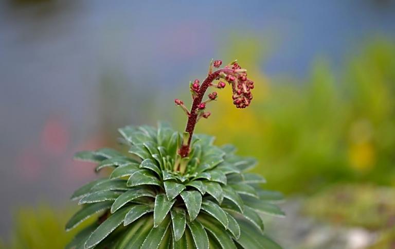 Saxifraga  longifolia x S. kolenatiana-Typ 1