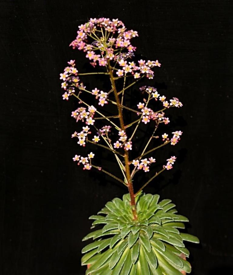 Saxifraga  longifolia x S. kolenatiana-Typ 1