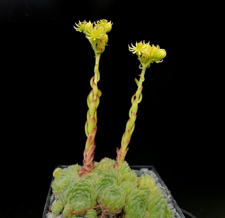 Sempervivum ciliosum {Mali Hat - Bulgarien} 