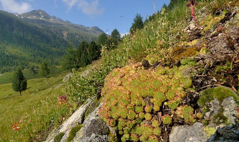 Sempervivum montanum - Berg-Hauswurz