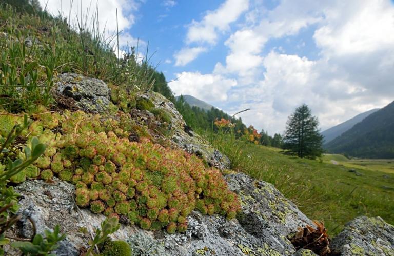 Sempervivum montanum - Berg-Hauswurz