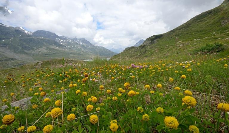 Trifolium badium - der Alpen-Braun-Klee