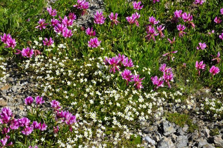 Minuatia verna - Die Frühlings-Miere u. Trifolium alpinum