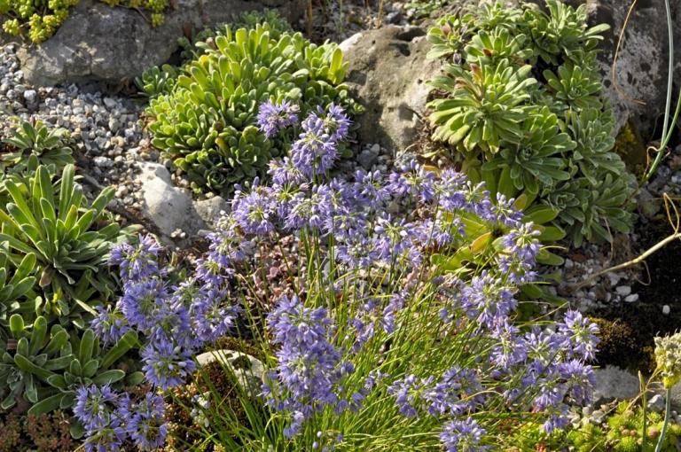 Saxifraga hostii - Host-Steinbrech im Steinbeet mit Allium beesianum