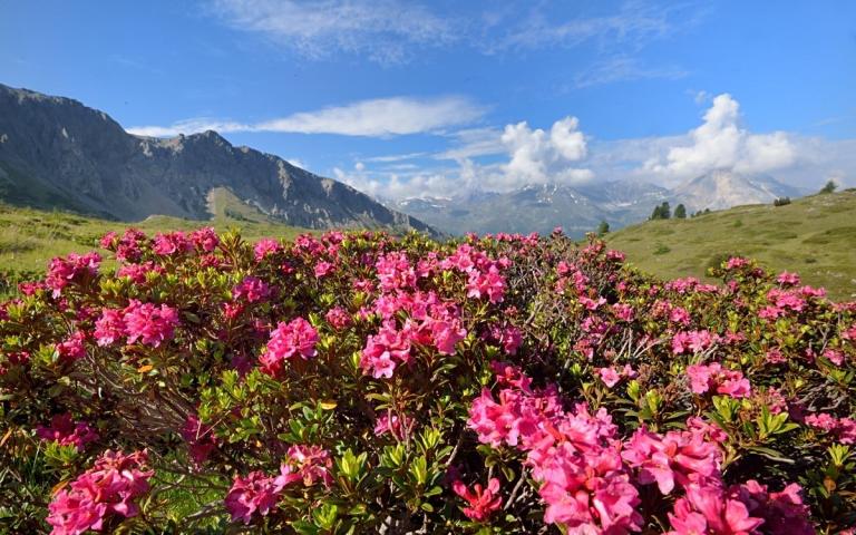 Rhododendron ferrugineum - die Rostblättrige Alpenrose, mit Blick zur Ortlergruppe