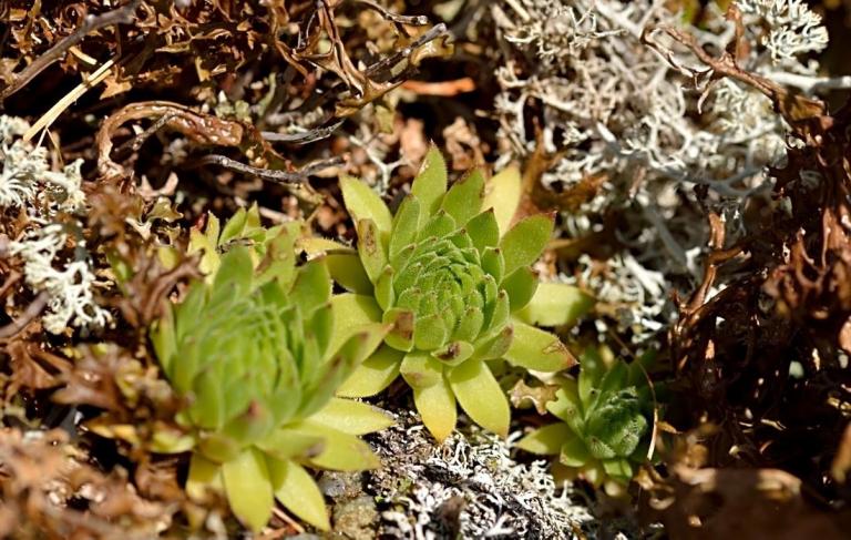 Sempervivum montanum ssp. stiriacum, Klomnock