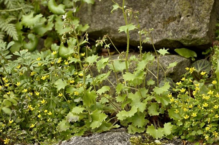 Saxifraga rotundifolia - Rundblättrige Steinbrech