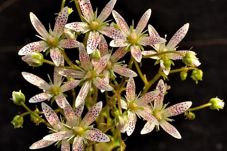 Saxifraga rotundifolia - Rundblättrige Steinbrech