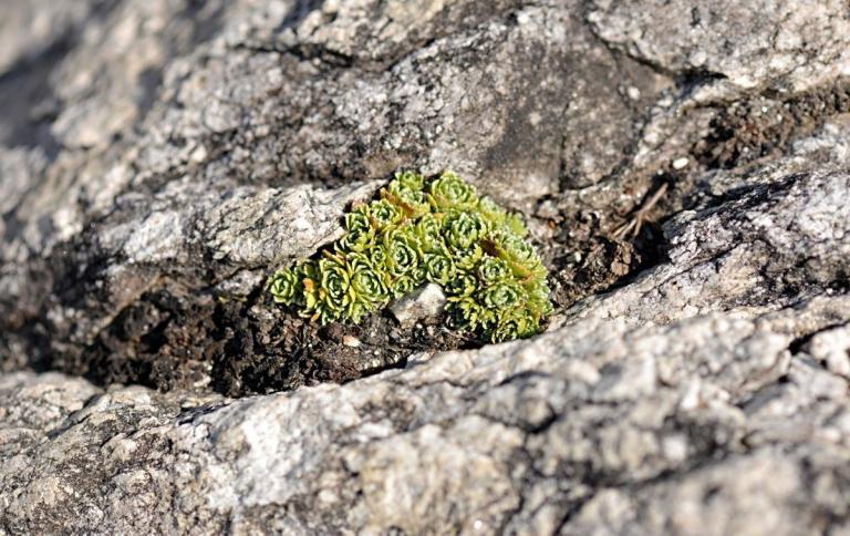 Saxifraga paniculata der Rispen-Steinbrech