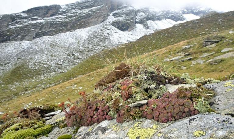 Sempervivum montanum ssp. stiriacum - Steirische Berg-Hauswurz