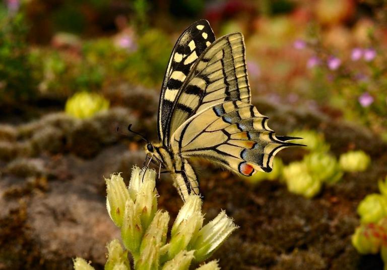 Sempervivum 'Oki' mit Papilio machaon - Schwalbenschwanz