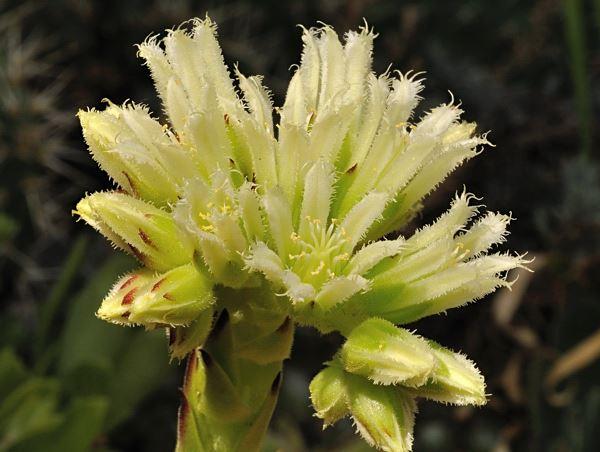 Sempervivum globiferum ssp. allionii - x S. globiferum ssp. globiferum 
