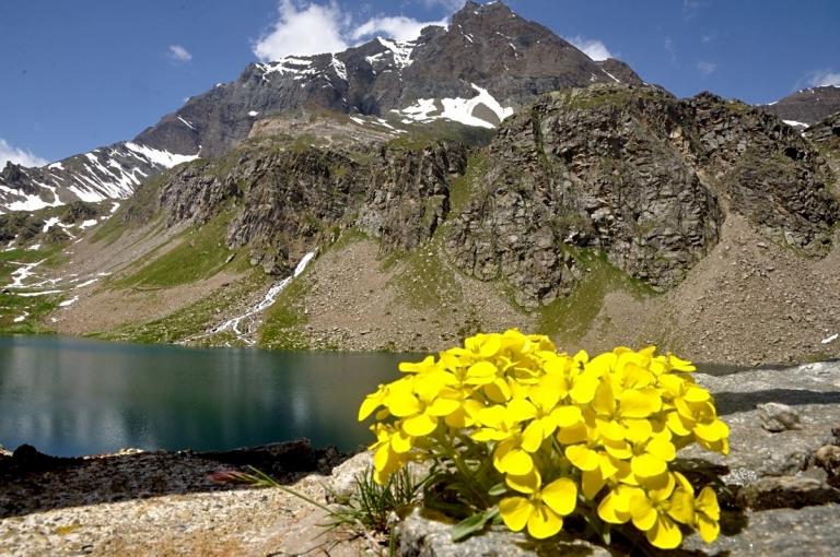 Erysimum burnatii - Burnats Schöterich, im Hintergrund der Lago Agnel (2284 m) und der Punta Basei mit 3338 m Höhe.