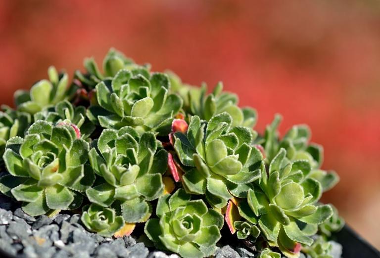 Saxifraga x gaudinii, Hybride Saxifraga paniculata x S. cotyledon
