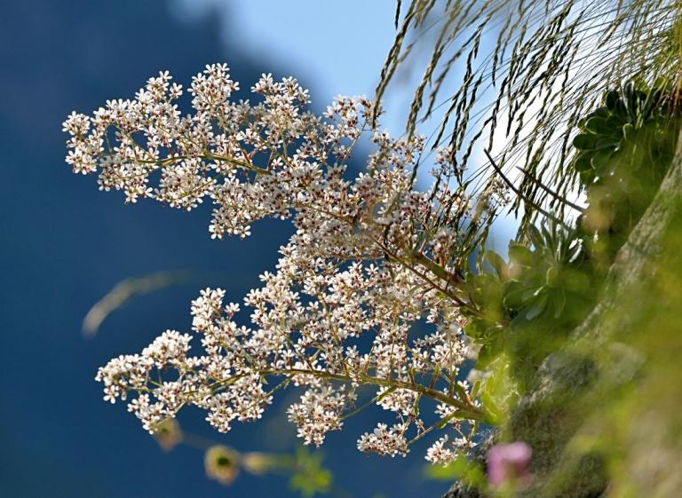 Saxifraga cotyledon im Gressoney -Tal/Region Aostatal