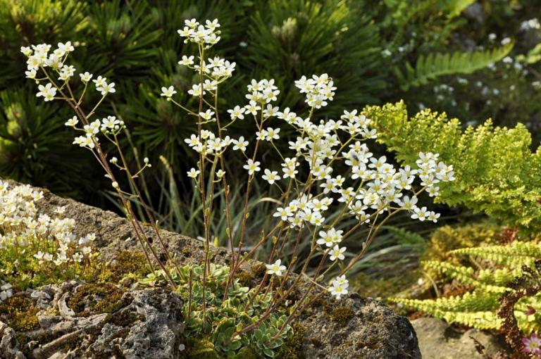 Saxifraga x gaudinii, Bristen-Kanton Uri/Schweiz. Hybride Saxifraga paniculata x S. cotyledon