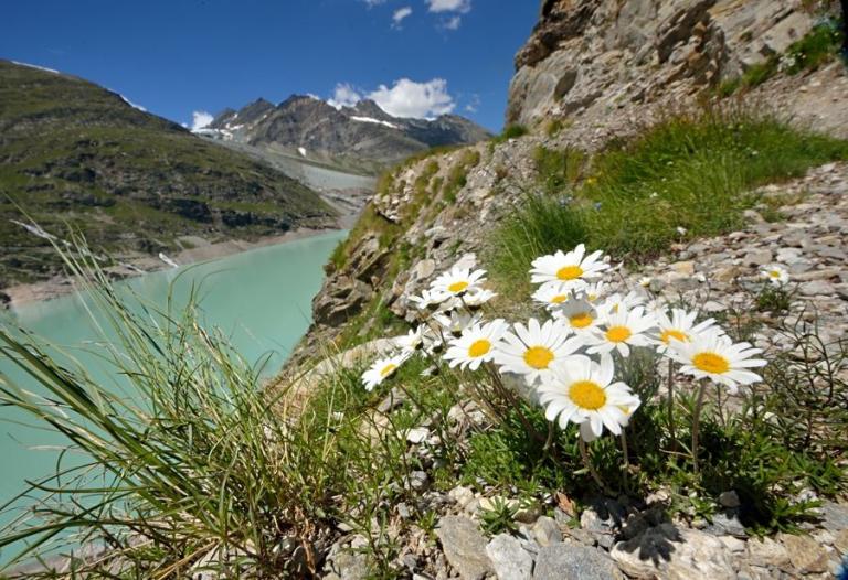Leucanthemopsis alpina - Gewöhnliche Alpenmargerite 