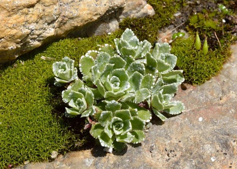 Saxifraga paniculata - Rispen-Steinbrech oder Trauben-Steinbrech 
