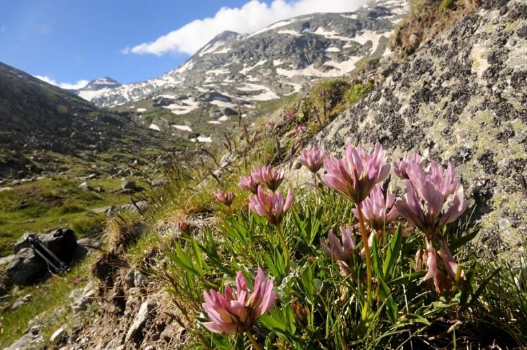 Trifolium alpinum - Alpenklee