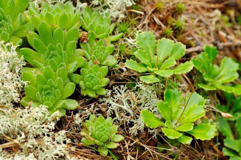 Sempervivum montanum mit Saxifraga cuneifolia - der Keilblatt-Steinbrech