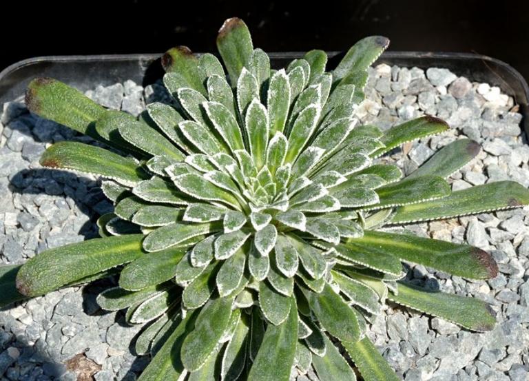 Saxifraga longifolia x S. catalaunica Typ 1