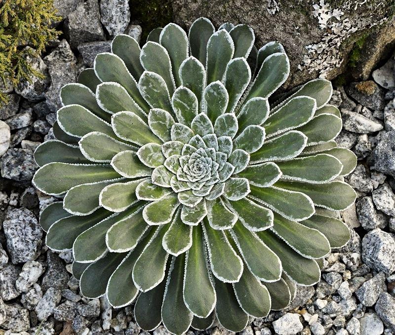 Saxifraga longifolia x S. cotyledon 'Pyramidalis'