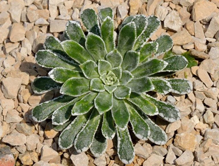 Einjährige Rosette von Saxifraga longifolia x S. catalaunica Typ 1, Kreuzung: MRO