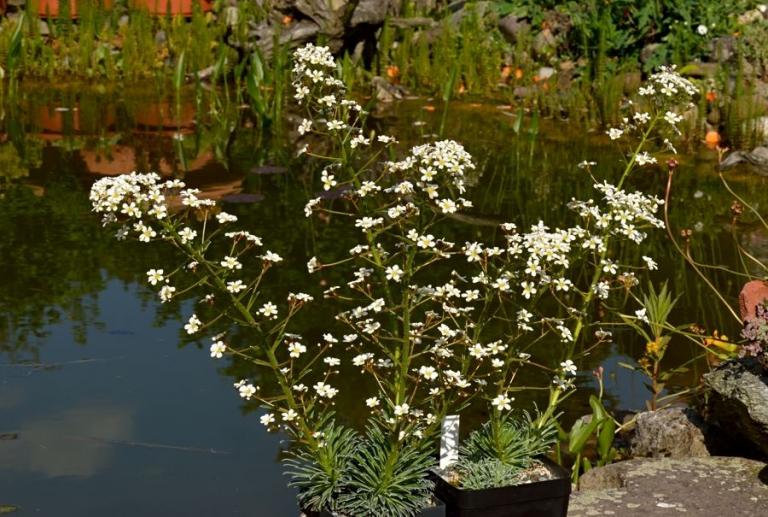 Saxifraga longifolia x S. callosa var. australis 'Lantoscana'