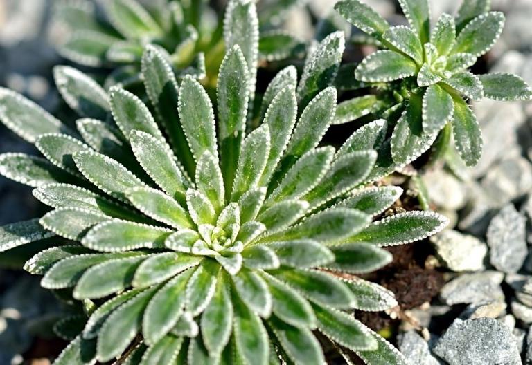 Saxifraga longifolia x S. crustata, Typ 2