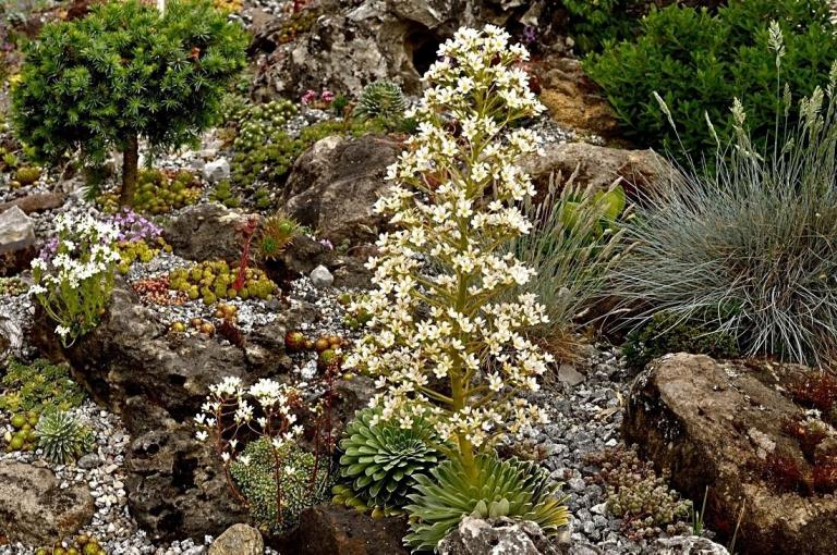 Saxifraga longifolia x S. 'Southside Seedling' S. 'Southside Red' und S. 'Barbara'