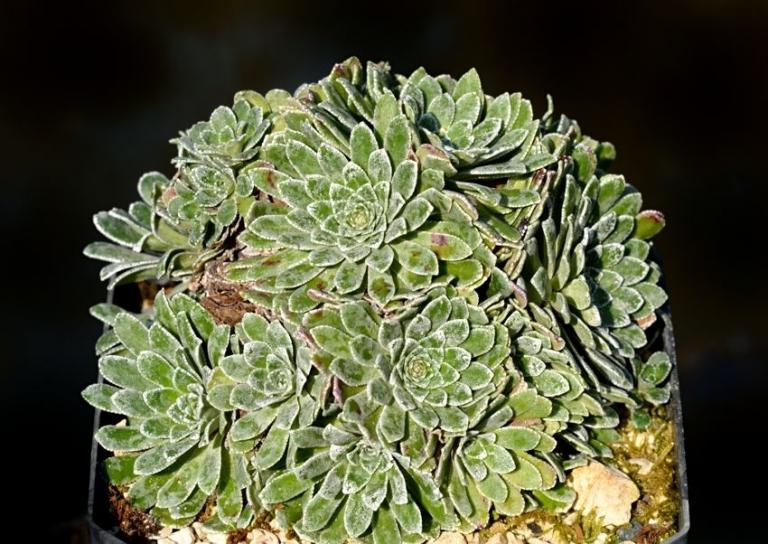 Saxifraga longifolia x S. paniculata Typ 3