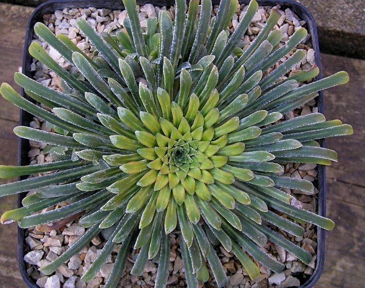 Saxifraga longifolia x S. callosa Typ 3