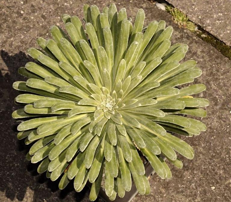 Saxifraga longifolia x S. hostii Typ 2