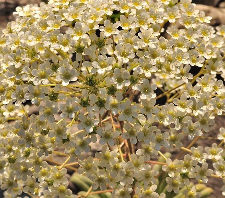 Saxifraga longifolia x S. hostii Typ 1