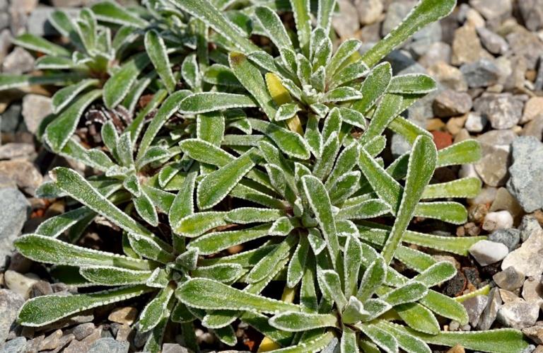 Saxifraga catalaunica x S. callosa var. australis, Kreuzung: MRO