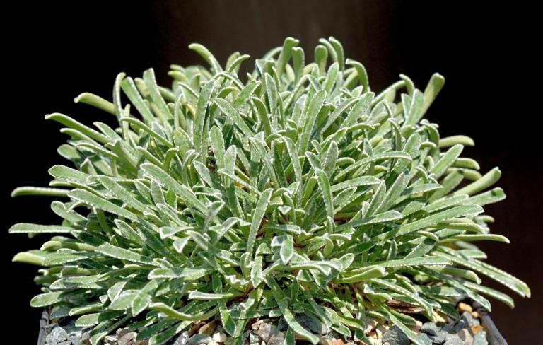 Saxifraga catalaunica x S. callosa var. 'Bellardii'