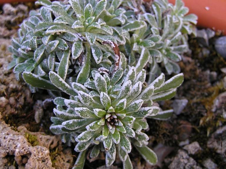 Saxifraga callosa x S. paniculata, Col de Tende - Seealpen (Alpes Maritimes)/Frankreich