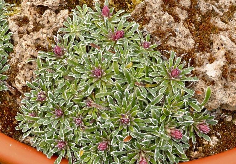 Saxifraga callosa x S. paniculata, Col de Tende - Seealpen (Alpes Maritimes)/Frankreich