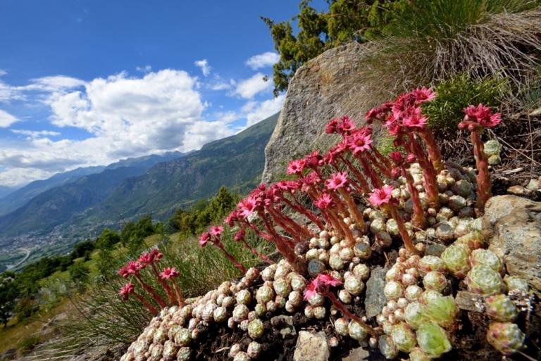 Blick in das Aostatal mit dem Filzigen Spinnweben-Hauswurz (Sempervivum arachnoidem ssp. tomentosum).