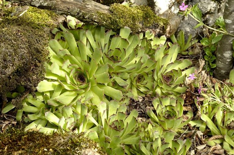 Die Dach-Hauswurz (Sempervivum tectorum), Monte Baldo - Westseite. Ros. 20 cm 