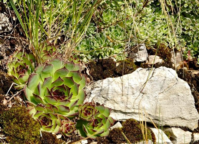 Sempervivum tectorum mit Saxifraga paniculata, Nähe Spiazzi, Monte Baldo - Ostseite