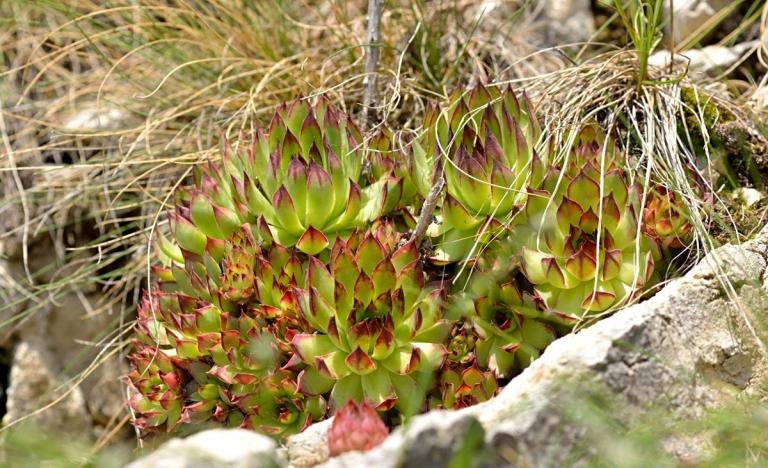 Die Dach-Hauswurz (Sempervivum tectorum), Monte Baldo