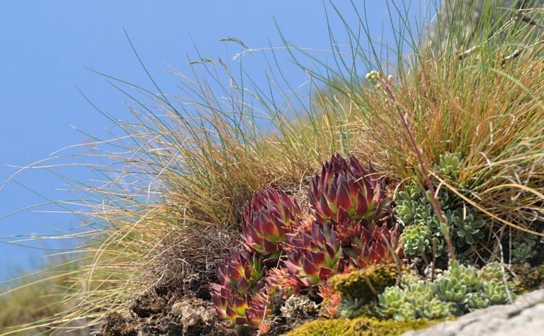 Die Dach-Hauswurz (Sempervivum tectorum), mit Saxifraga paniculata, Monte Baldo
