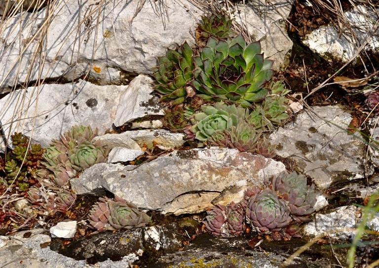 Sempervivum globiferum L. ssp. lagarinianum u. S. tectorum