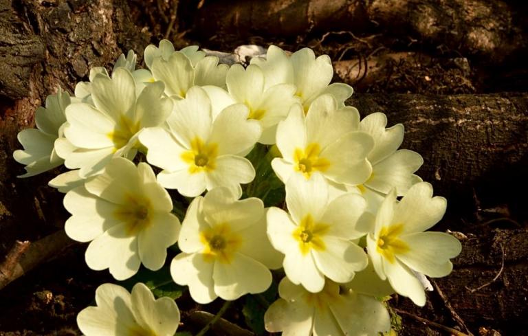 Die Stängellose Schlüsselblume (Primula vulgaris)
