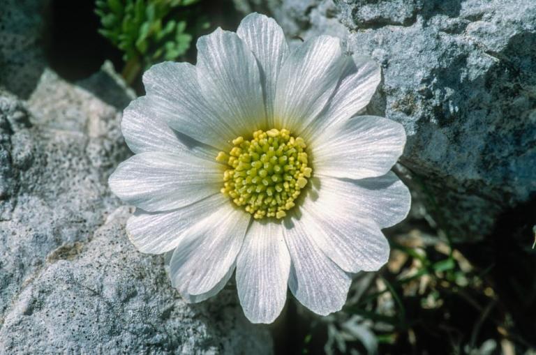 Kerners Schmuckblume (Callianthemum kernerianum)