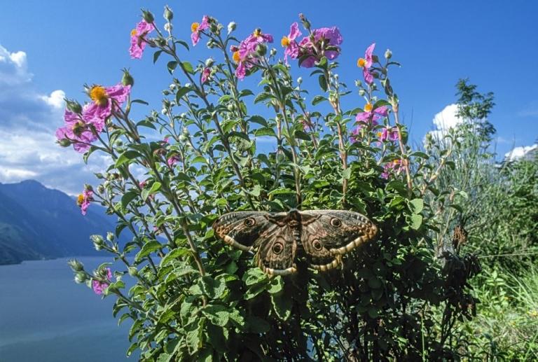 Das Wiener Nachtpfauenauge (Saturnia pyri) an einer Zistrose (Cistus albidus) am Monte Brione.
