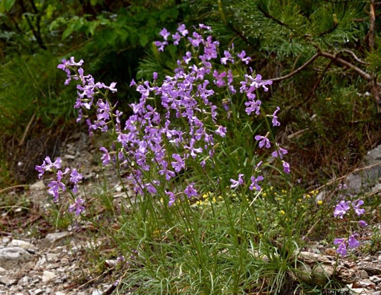 Die Walliser Levkoje (Matthiola fruticulosa subsp. valesiaca) wird man am Monte Baldo vergeblich suchen.